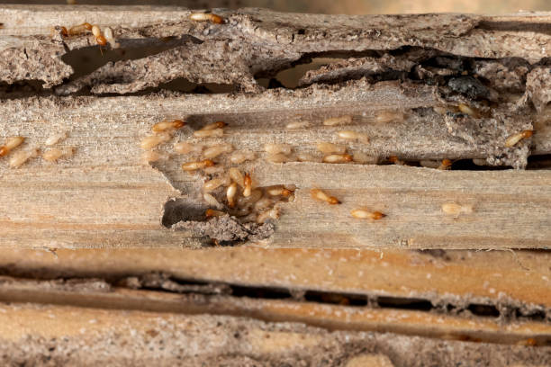  Clanton, AL Pest Control Pros
